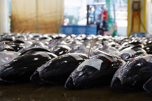 Auction of Katsuura fishing port, the best landing of raw tuna in Japan