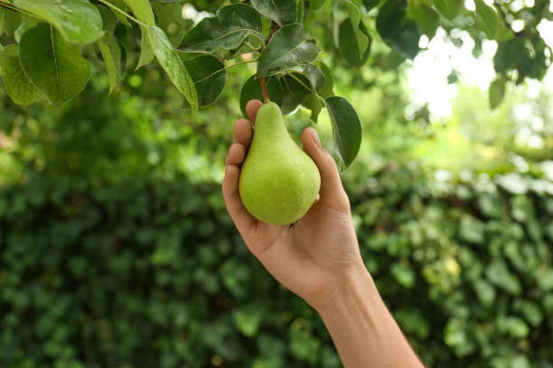 istock Woman picking pear from tree in orchard, closeup 1360155531