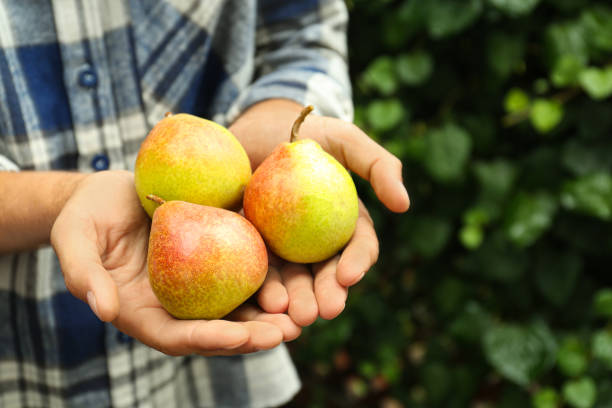 istock Woman holding fresh ripe pears outdoors, closeup 1360155670