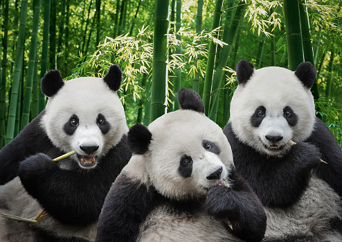 Tres osos panda gigantes comiendo juntos en el bosque de bambú photo