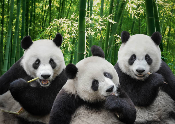 tre orsi panda giganti che mangiano insieme nella foresta di bambù - panda mammifero con zampe foto e immagini stock