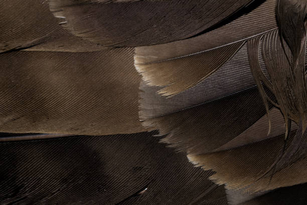 istock hawk feathers with visible detail. background or texture 1360157026