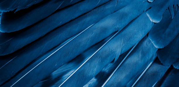 istock blue hawk feathers with visible detail. background or texture 1360157059