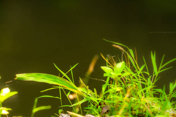 Green wild grass with blurred green leaves background, nature theme
