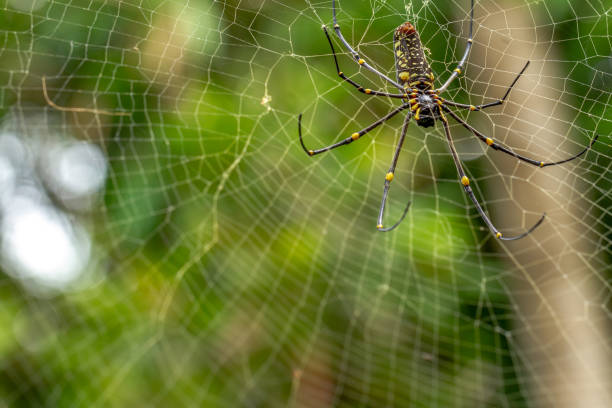 istock A spider is waiting for prey in its web, blurred green leaves background 1360159779
