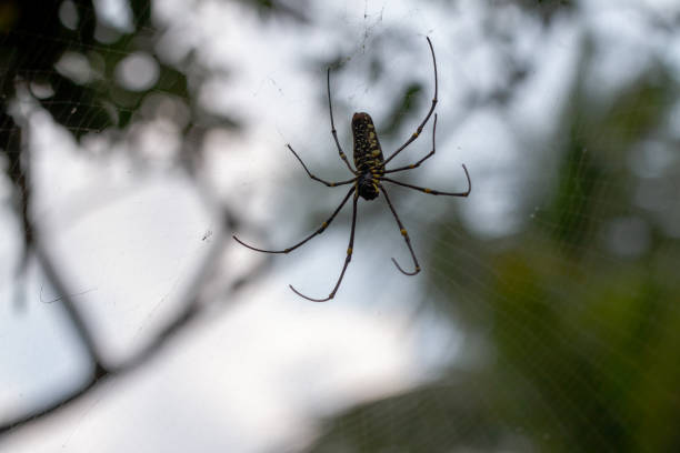 istock A spider is waiting for prey in its web, blurred green leaves background and bright sunlight 1360159864