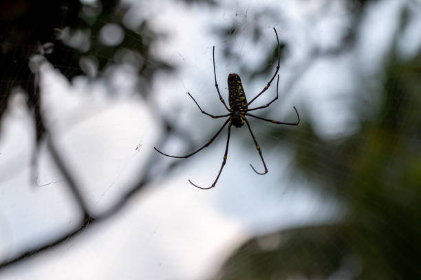 istock A spider is waiting for prey in its web, blurred green leaves background and bright sunlight 1360159872