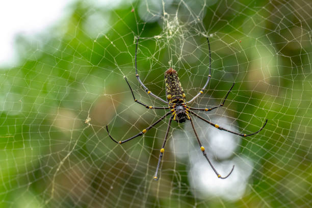istock A spider is waiting for prey in its web, blurred green leaves background 1360159877