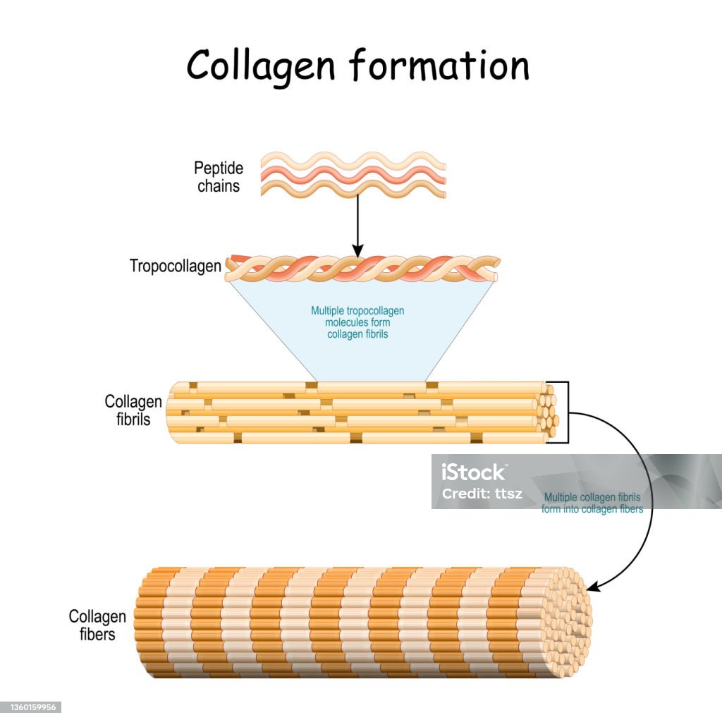 Collagen Making Collagen Formation Stock Illustration - Download Image Now - Collagen ...