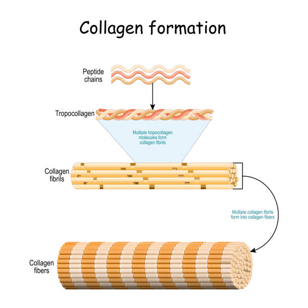 Collagen formation Collagen formation. From Peptide chains to Multiple tropocollagen molecules that form collagen fibrils. Multiple fibrils form into collagen fibers. Vector illustration collagen stock illustrations