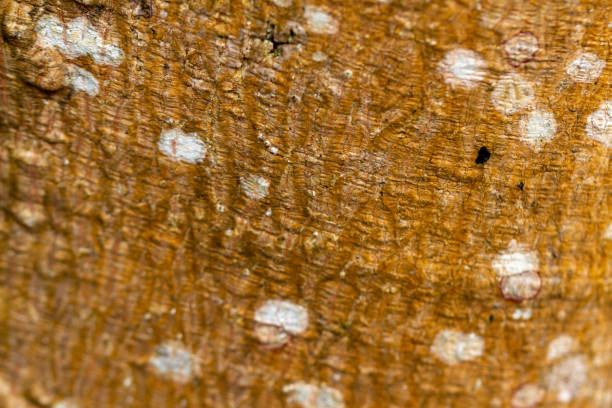 The bark that has been overgrown with moss is a combination of brown and white, forest and nature themes