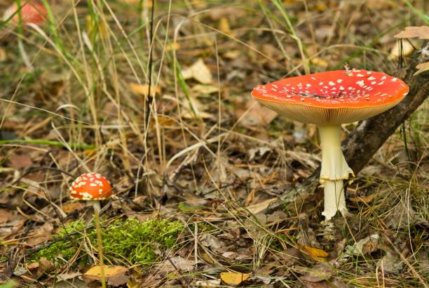istock fly-agaric mushrooms in a forest 1360160261