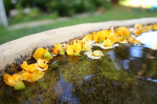 The bright yellow flowers of a Tipu tree floating on the water in a pond
