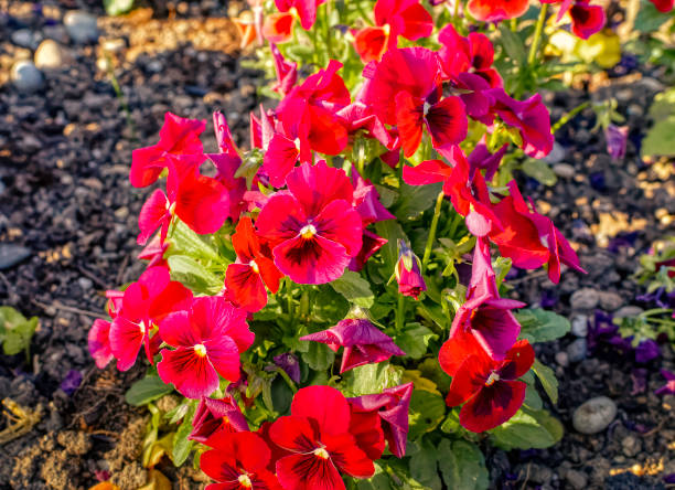 istock Fresh garden flowers. 1360161274