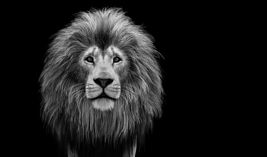 Lion portrait on black. Black and white, 3D illustration