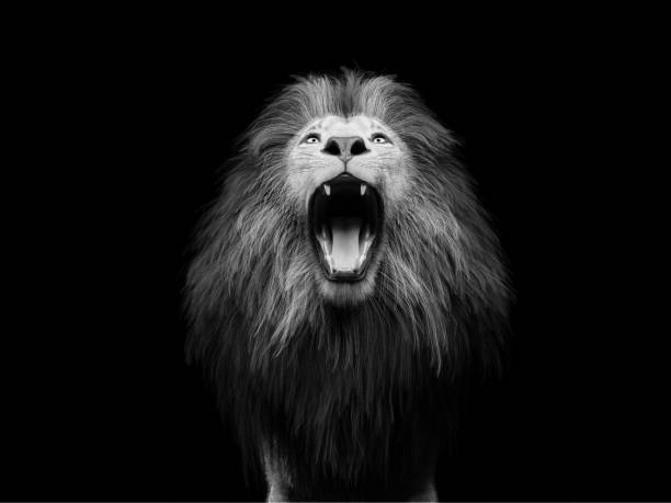 istock Lion roaring portrait on black 1360161397