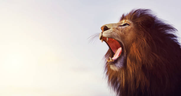 istock Lion roaring portrait at sunset 1360161400