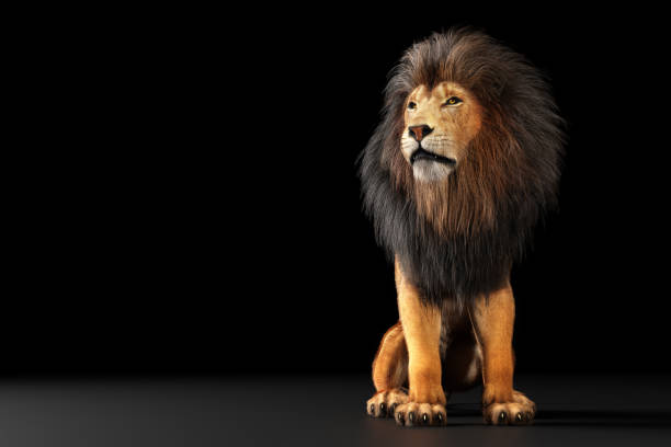 istock Lion portrait on black 1360161405