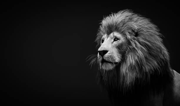istock Lion portrait on black 1360161406