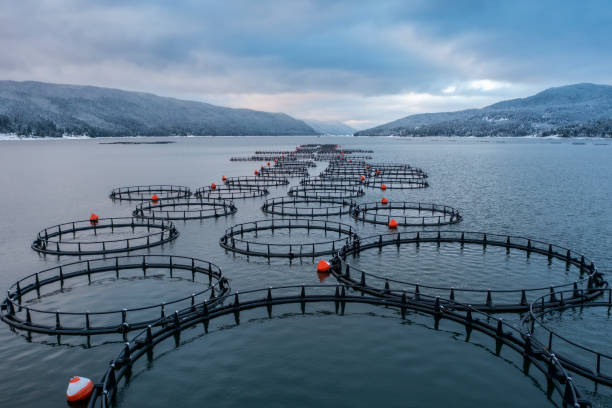 Fish Enclosures From Above Aerial view of fish farm with enclosures in lake commercial fishing net photos stock pictures, royalty-free photos & images