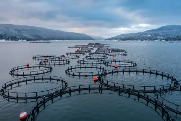 Aerial view of fish farm with enclosures in lake