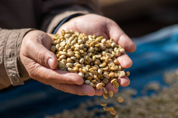istock A coffee experienced man checked coffee beans roasting to see the texture. 1360163688