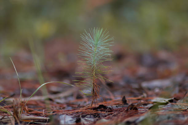 istock A young sapling of spruce grows in the ground. 1360163703