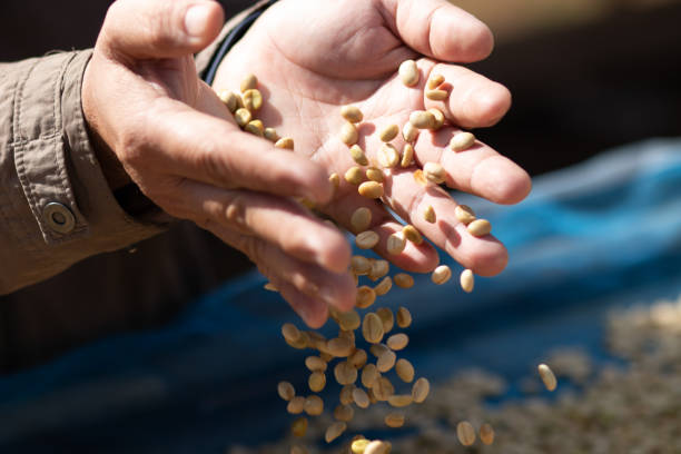 istock A coffee experienced man checked coffee beans roasting to see the texture and grain of wheat in hands 1360163771