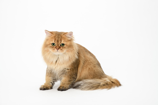 Long Hair British cat