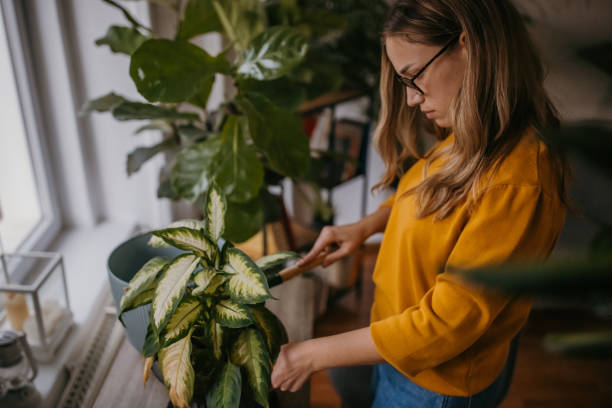 istock Woman repotting house plants 1360165155
