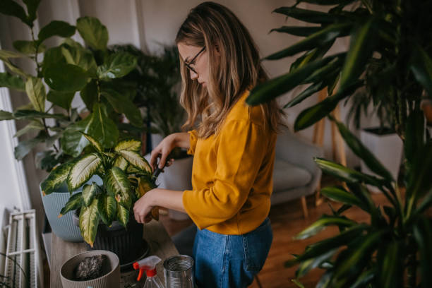 istock Woman repotting house plants 1360165185