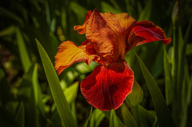 Orange and red Iris flower in spring garden.