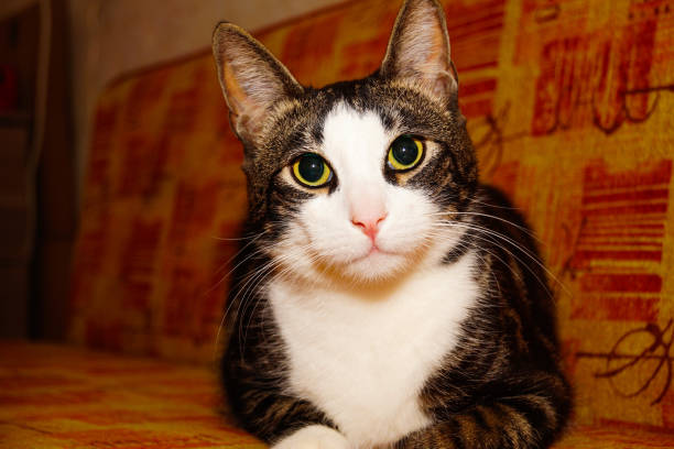 istock A beautiful cat on a bright sofa. Looks at the camera. Close up. 1360167843