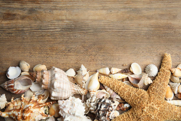 istock Sea shells on wooden background, flat lay. Space for text 1360168876