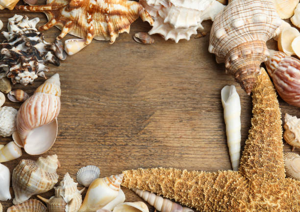 istock Frame of sea shells on wooden background, flat lay. Space for text 1360168877