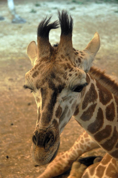 istock A family of giraffes graze 1360172005