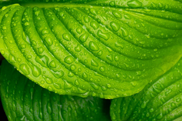 istock dew on the leaf in the garden 1360172265