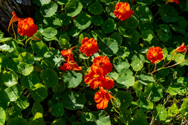Orange Nasturtium flower Tropaeolum majus is edible and makes an attractive ground cover.