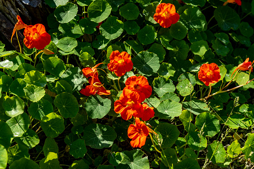 In July, a group of Nasturtium blooming in North Yorkshire moorland garden at 900ft