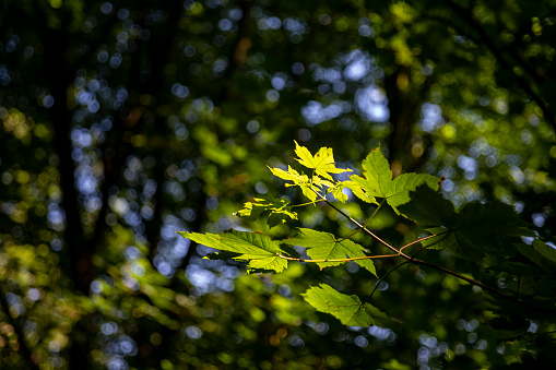 green brown leaves tree nature