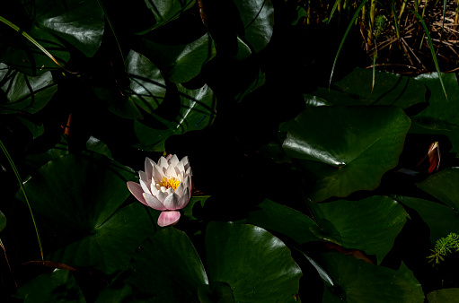 Pink lotus flower floating on the water with sunshine