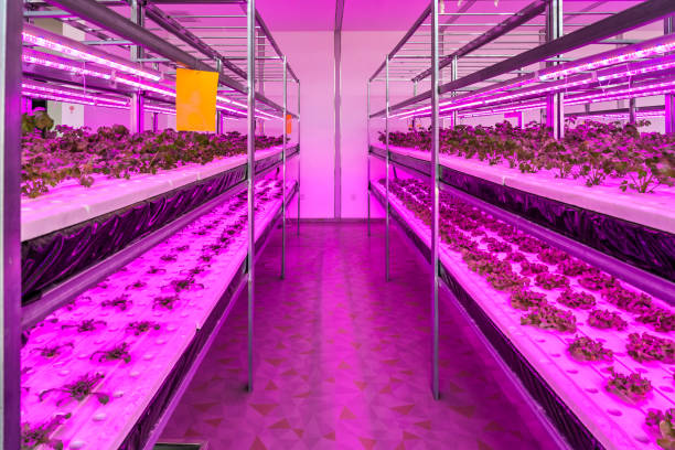 istock Organic hydroponic vegetable cultivation farm 1360175997