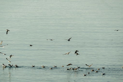 flock of pelicans in flight, beautiful photo digital picture