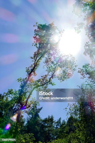 Tree And Sky In Sweden Scandinavia North Europe Stock Photo - Download Image Now - Autumn, Blue, Branch - Plant Part