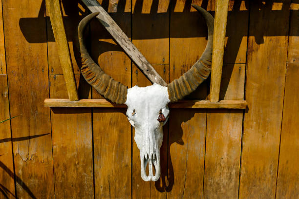 istock skull with horns, digital photo picture as a background 1360179832