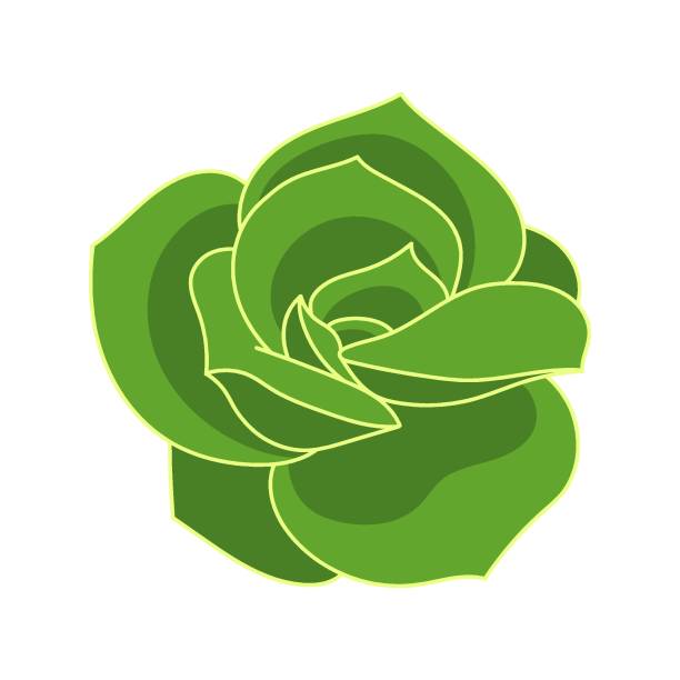 ilustrações, clipart, desenhos animados e ícones de suculenta echeveria lovely rose em estilo desenho animado. rosa verde flor do deserto. planta da casa para impressão e design. ilustração vetorial, elemento isolado em um bakcground branco - bakcground