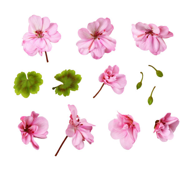 conjunto de flores y hojas de geranio rosado aisladas - geranium flower pink leaf fotografías e imágenes de stock