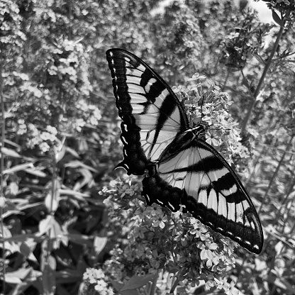 Butterfly on plant