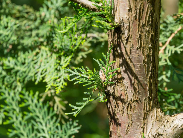 Close-up of new growth green leaves on the trunk of thuja tree (Platycladus orientalis). Platycladus orientalis also known as Chinese thuja or Oriental arborvitae). Selective focus. Close-up of new growth green leaves on the trunk of thuja tree (Platycladus orientalis). Platycladus orientalis also known as Chinese thuja or Oriental arborvitae). Selective focus. platycladus orientalis stock pictures, royalty-free photos & images
