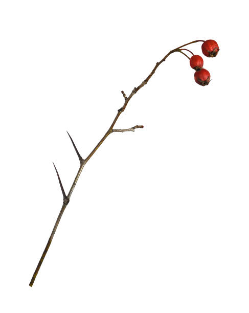 istock Dry twig with red berries and thorns isolated 1360181710